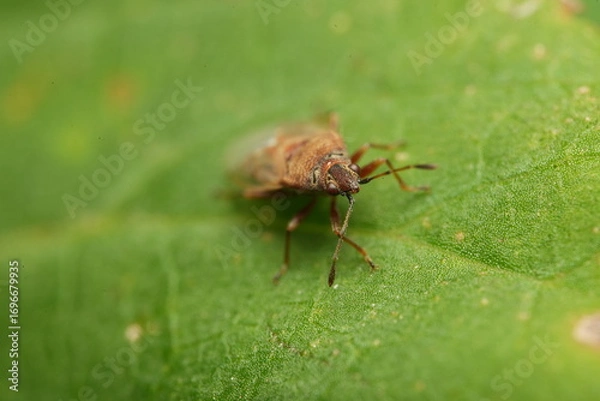 Fototapeta bug on leaf