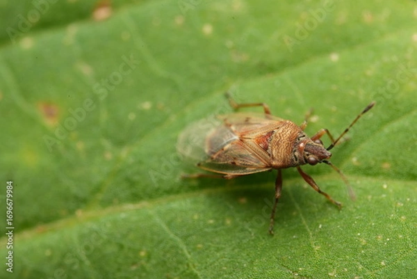 Fototapeta macro shot of a fly