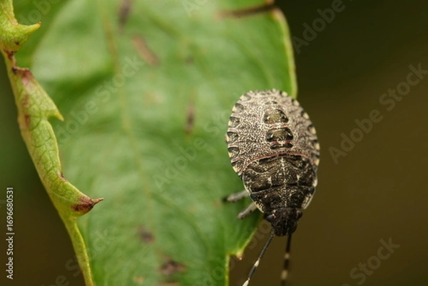 Fototapeta bug on a leaf