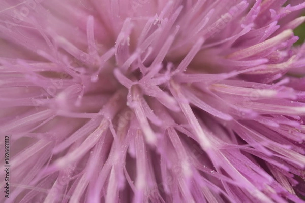 Obraz pink flower background