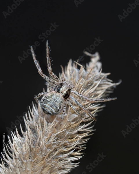 Fototapeta Crab Spider