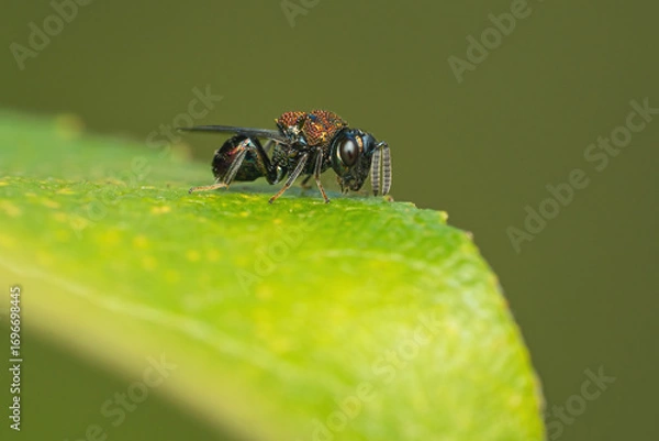 Fototapeta Perilampus aeneus