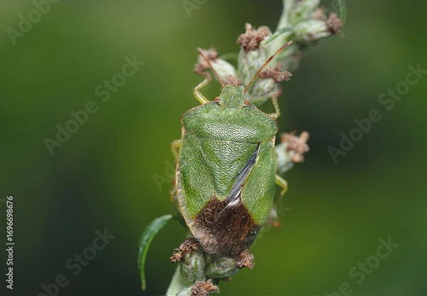 Fototapeta Green Shield Bug