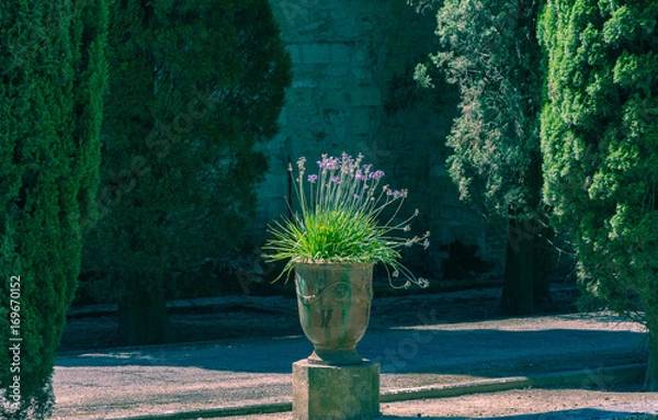 Fototapeta Jardin des Plantes, Montpellier, Languedoc, France. One of the oldest gardens in the world. Planted to learn about the medical properties by the University of Montpellier.
