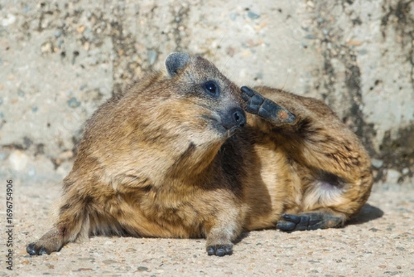 Fototapeta Rock Hyrax sitting on rocks  and scratching its head