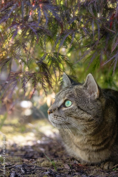 Fototapeta Wide-eyed tabby cat sits under in the shade of an Acer tree on a sunny day