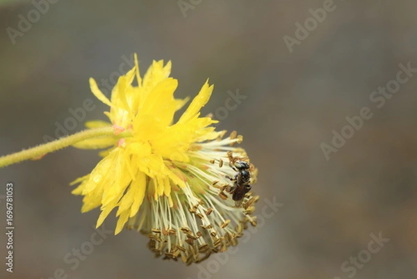 Fototapeta This image shows a stingless bee (Apidae, order Hymenoptera), a small pollinating insect with a dark hairy body and two pairs of transparent wings. The bee is perched on a yellow flower, 