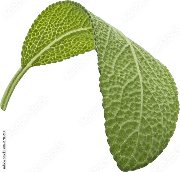 Obraz Sage leaf isolated