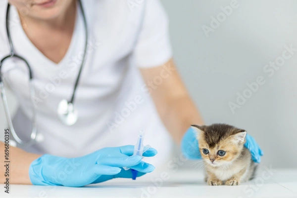 Fototapeta Veterinary tablet dispenser syringe for administering medication to a young kitten by a veterinarian during a check-up