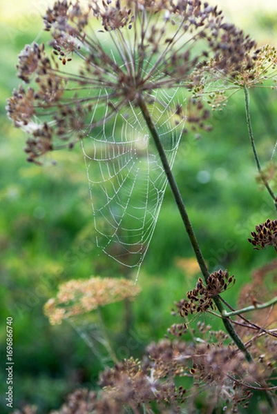 Fototapeta Spiderwebs in early morning in garden, autumn time, spiderwebs on dill plants, cobwebs, spiderwebs on nature background