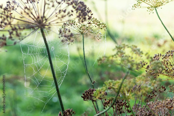 Fototapeta Spiderwebs in early morning in garden, autumn time, spiderwebs on dill plants, cobwebs, spiderwebs on nature background
