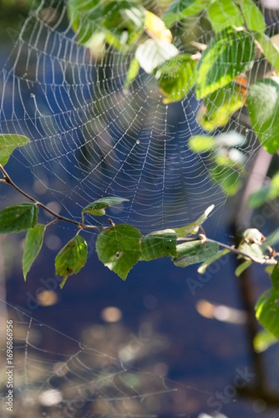 Fototapeta Spiderwebs in early morning in autumn time, spiderwebs on tree branch near pond, cobwebs, spiderwebs on nature background