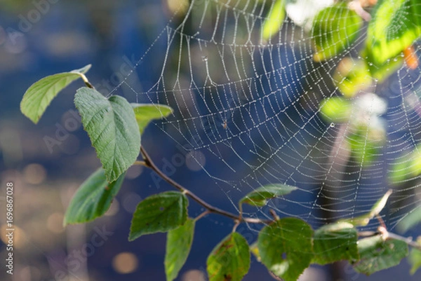 Fototapeta Spiderwebs in early morning in autumn time, spiderwebs on tree branch near pond, cobwebs, spiderwebs on nature background