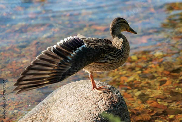 Fototapeta Duck standing on a rock by the water with wings stretched, wild bird in natural habitat, concept of wildlife, nature observation and animal behavior