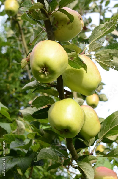 Fototapeta Apples on a tree.
