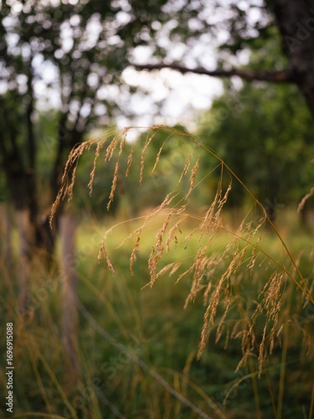 Obraz Close up of yellow straw in the woods