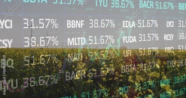 Fototapeta Displaying yellow flowering crop rows extending toward horizon on farmland, with financial overlay