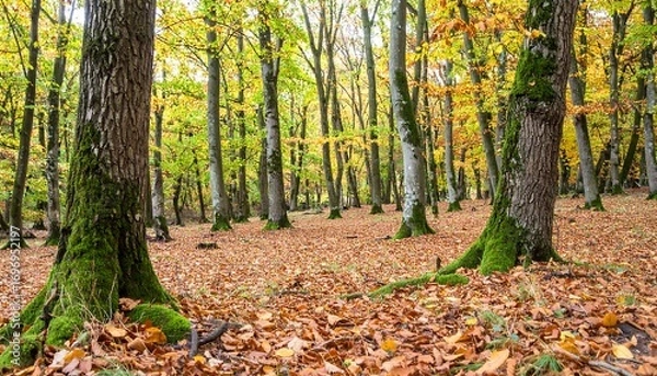 Fototapeta Autumnal forest scene showcasing a dense grove of trees with vibrant fall foliage, a carpet of fallen leaves, and mossy tree bases.