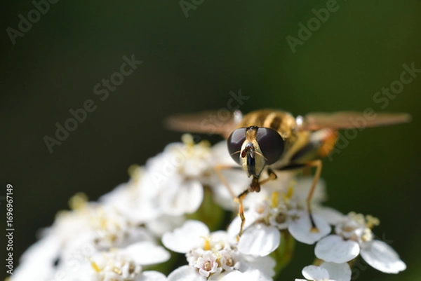 Obraz Hoverfly on a flower