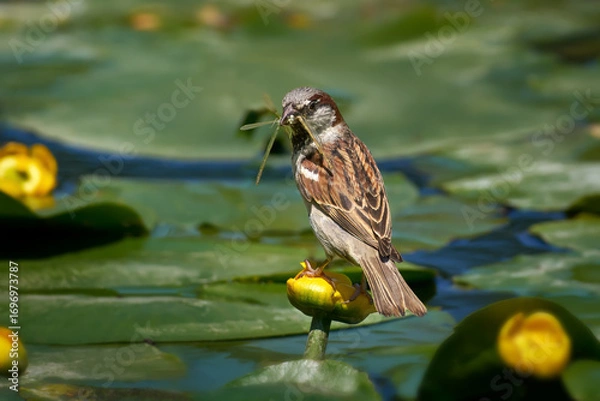 Obraz Haussperling, Spatz (Passer domesticus) Männchen mit erbeuteter Libelle im Schnabel steht auf Gelber Teichrose (Nuphar lutea) - Fluss Tauber in Weikersheim, Deutschland