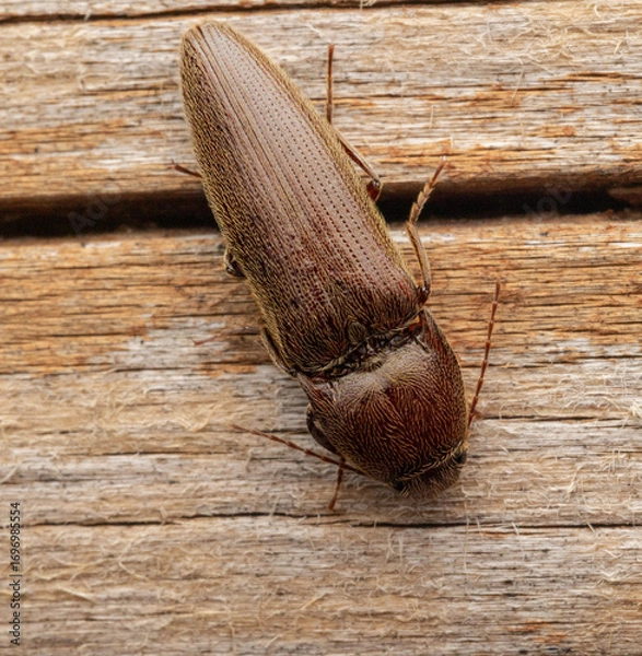 Obraz Pennsylvania Dingy ground beetle