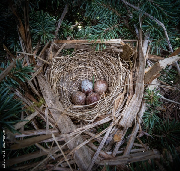 Obraz bird nest on a tree