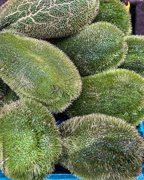 Obraz Exotic spiny chayote squash isolated close up