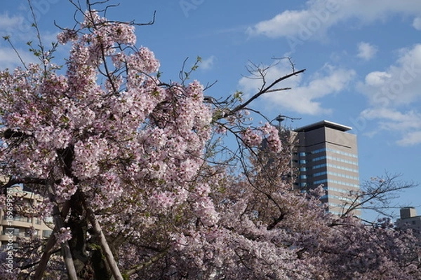 Fototapeta 桜 広島