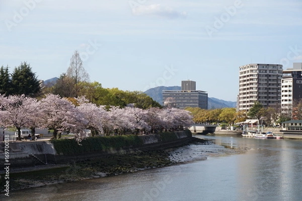 Fototapeta 桜 広島