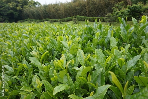 Fototapeta 茶葉 後楽園