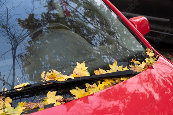 Fototapeta Autumn leaves are collected under the windshield wipers of a red car. The reflection of trees on the glass,  seasonal atmosphere