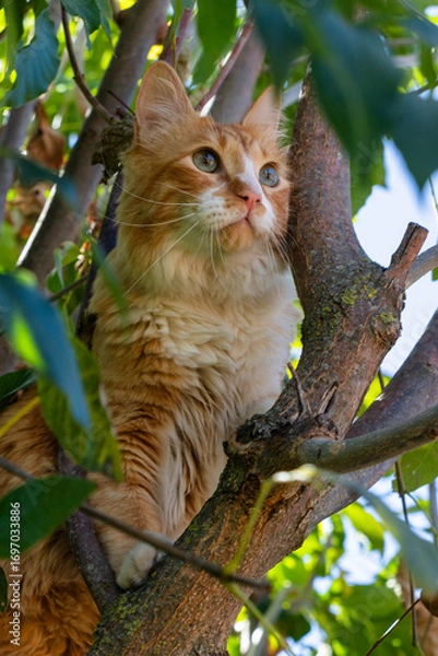 Obraz cat in the tree
