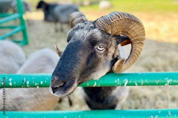 Fototapeta striking ram with large curved horns leans over a green fence, gazing curiously at the camera in a rustic farm setting