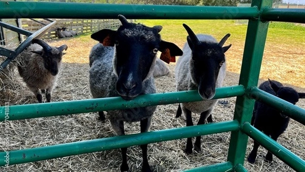 Fototapeta group of sheep with black and gray wool peer through a green metal fence in a farm pen. The background features a lush green field, creating a peaceful rural scene