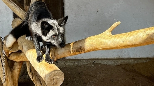 Fototapeta Silver fox in captivity, alert and focused while standing on wooden structure.