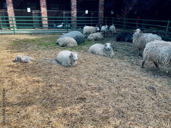 Fototapeta group of fluffy sheep rests on straw-covered ground inside a green-fenced pen, with a brick barn in the background under a shaded sky.