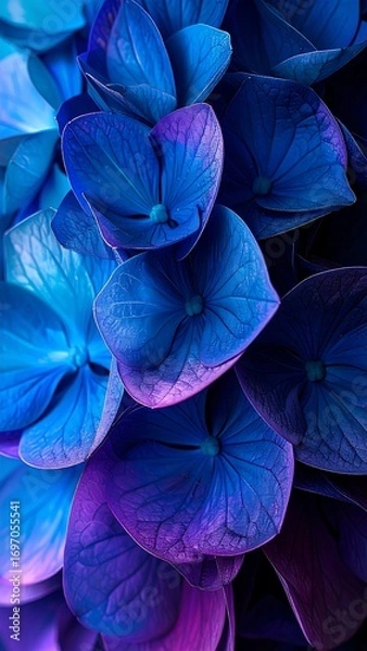 Obraz Vibrant blue hydrangea close-up