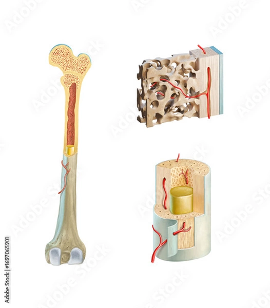 Obraz Detailed human bone anatomy