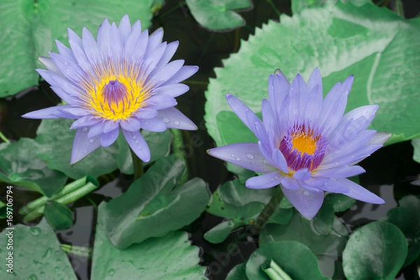 Fototapeta purple water lilies with dew on petals photographed early in the morning at sunrise