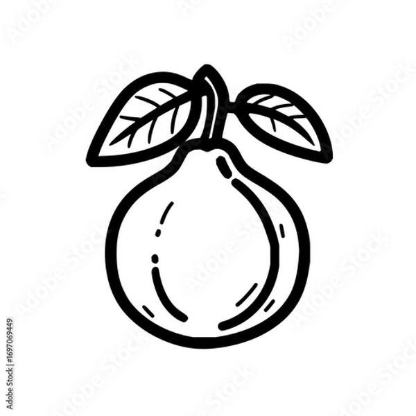 Fototapeta Vector illustration of a fresh guava fruit with leaves drawing for healthy food and nutrition content
