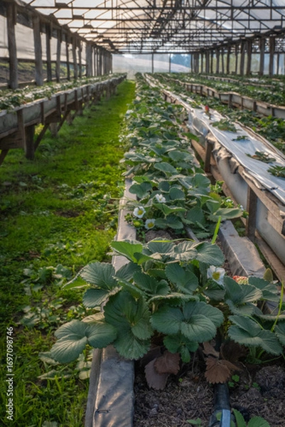 Obraz Strawberry plantation