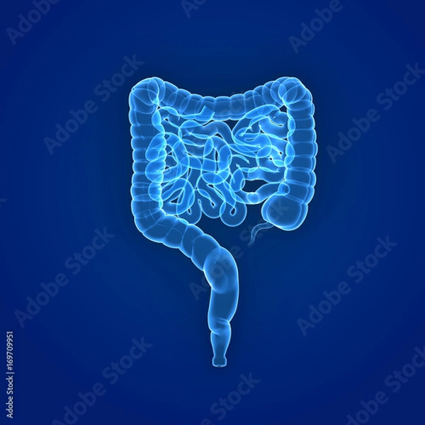 Obraz Intestine posterior view