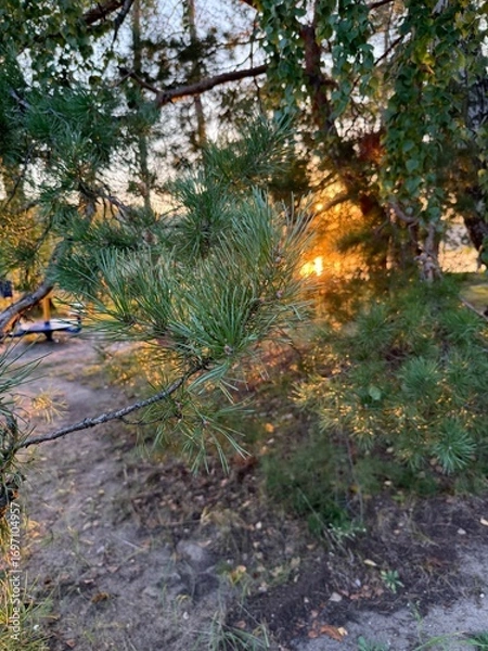 Obraz autumn in the forest