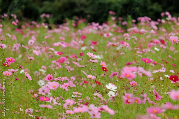 Fototapeta コスモスの花