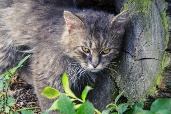 Obraz Portrait of thick long haired gray Chantilly Tiffany cat relaxing in the garden. Close up of fat tomcat with stunning big green eyes sitting at home. Grey tom cat lying in rural garden