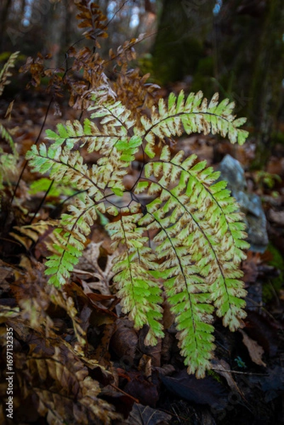 Obraz Ozark Fern