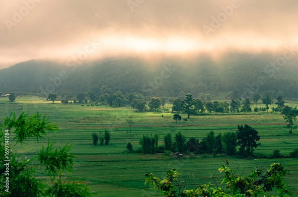 Fototapeta Beautiful view of morning light hitting fog, mountains, trees and green rice fields in the countryside in Chiang Rai. Northern Thailand.