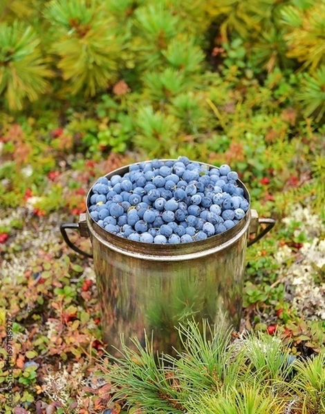 Obraz blueberries in a bucket