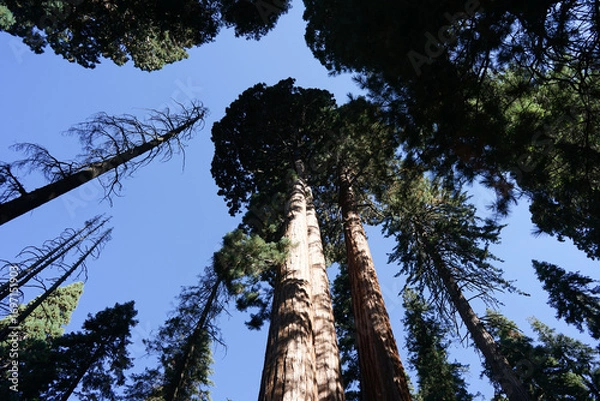 Fototapeta セコイア国立公園の大木