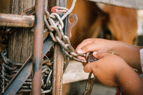 Fototapeta Rural children fed cattle and brought cattle into the shelter and door locks firmly to prevent thieves from stealing cattle.